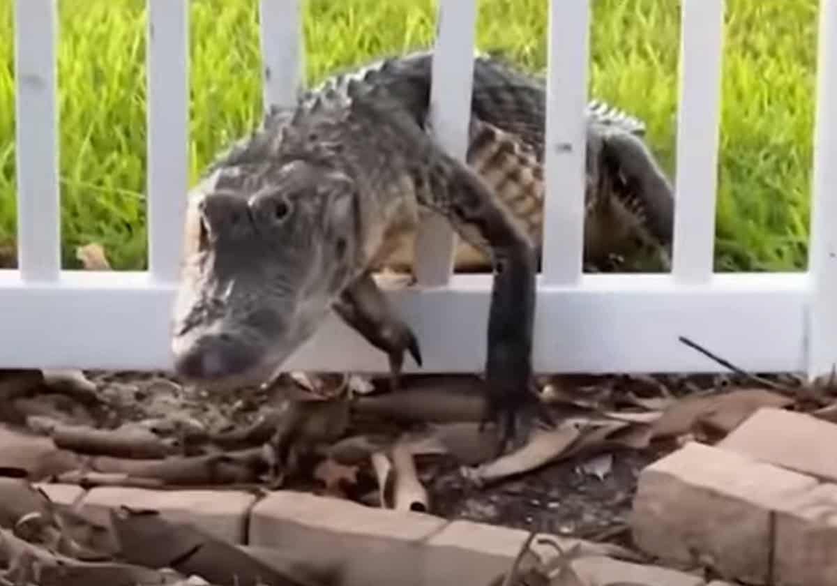 أنثى تمساح في أمريكا