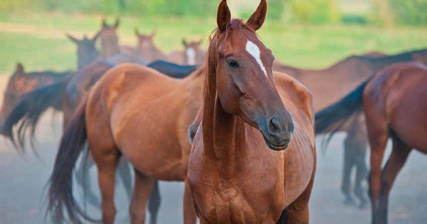 لهذا السبب تُقتل الخيول عند كَسْرِ ساقها! | القصة الكاملة الخيول