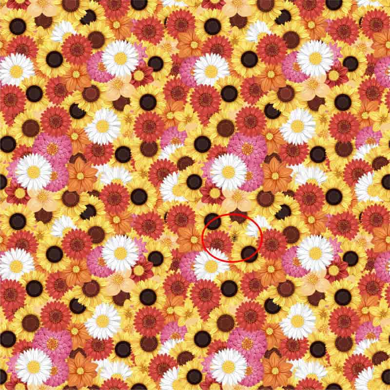 النحلة المختبئة