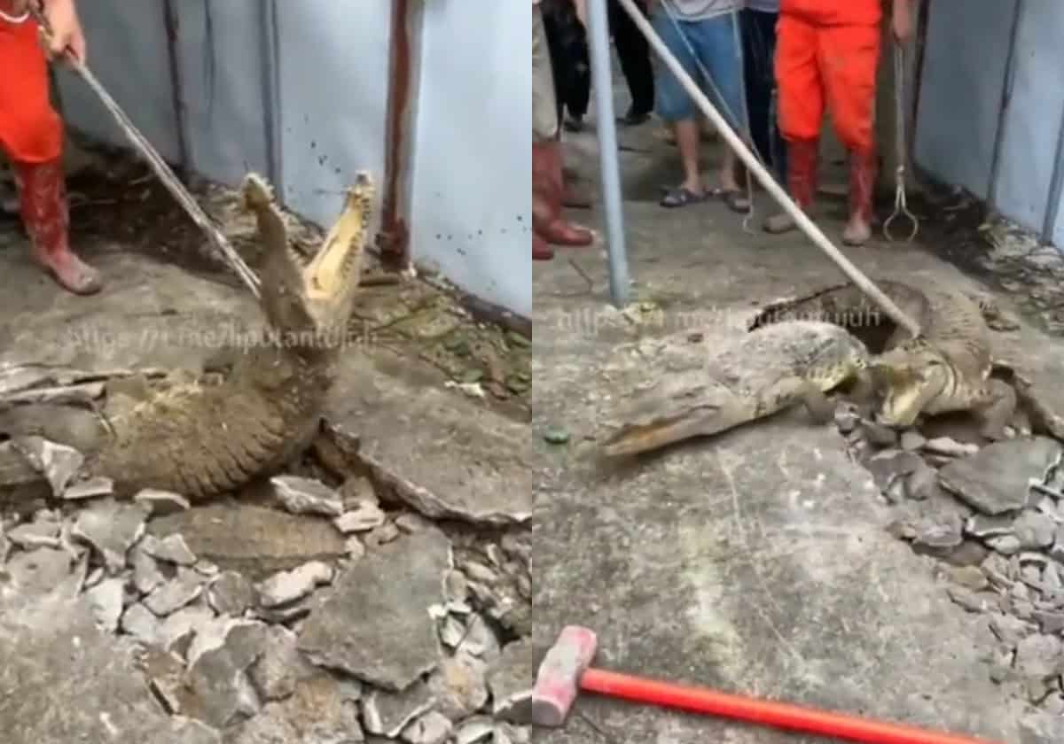 تماسيح تخرج من تحت الأرض وتهاجم المنازل.. فيديو مُرعب ومصير مُصوره مجهول تماسيح تخرج من تحت الأرض وتهاجم المنازل.. فيديو مُرعب ومصير مُصوره مجهول