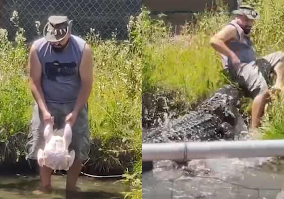 فضله على الديك الرومي.. كيف تفادى مواطن أمريكي الموت بأعجوبة من هجوم تمساح ضخم؟ فيديو يحبس الأنفاس.. التمساح فضله على الديك الرومي وكاد أن يلتهمه