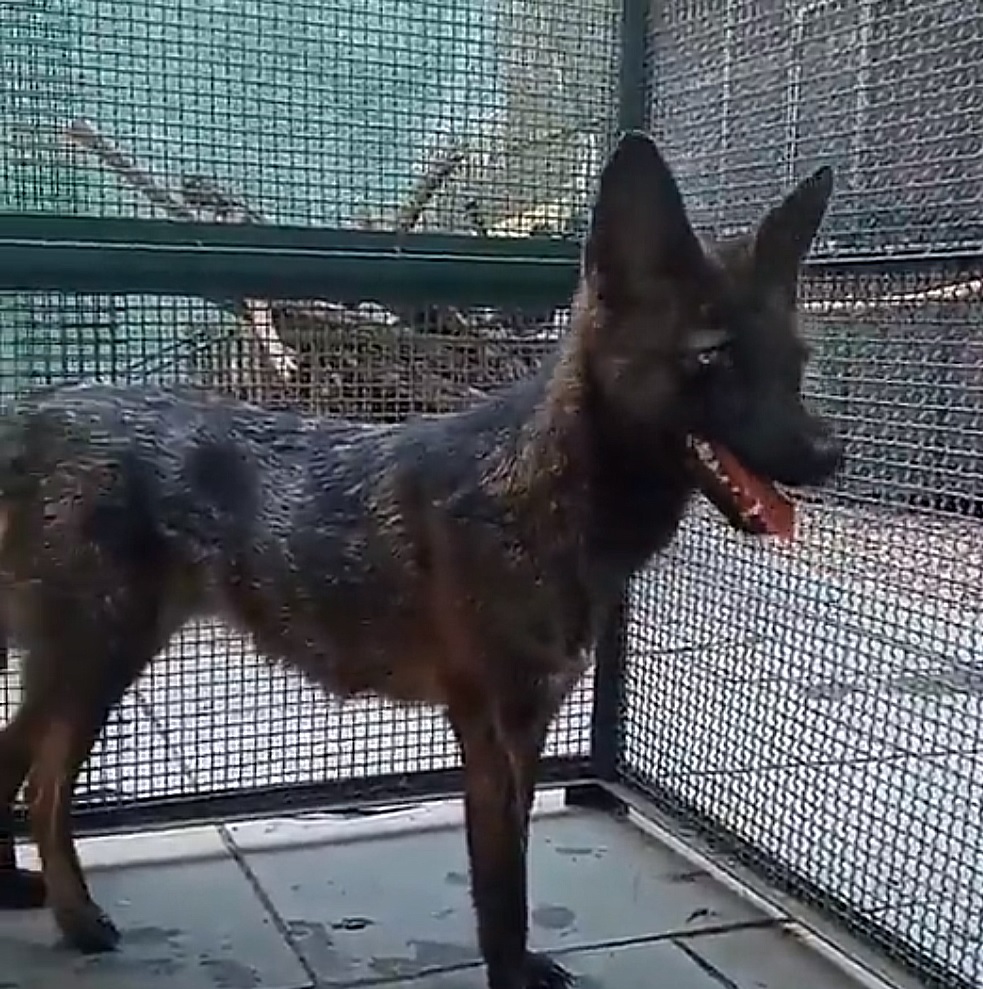 أول حيوان هجين ناتج من تزاوج ذكر كلب مع أنثى ثعلب