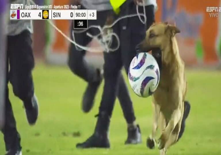 افتحام كلب ملعب مباراة في الدوري المكسيكي