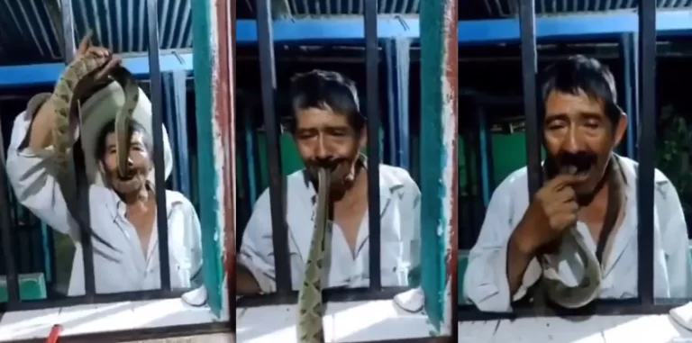مسن يدخل أفعى سامة في فمه