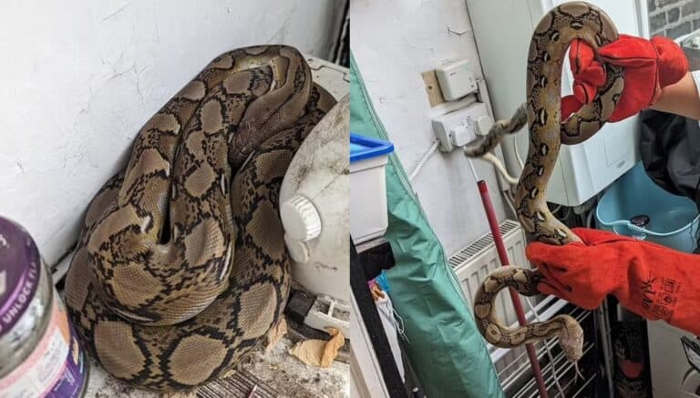 الأفاعي الهاربة تتسلل للمنازل جنوب لندن