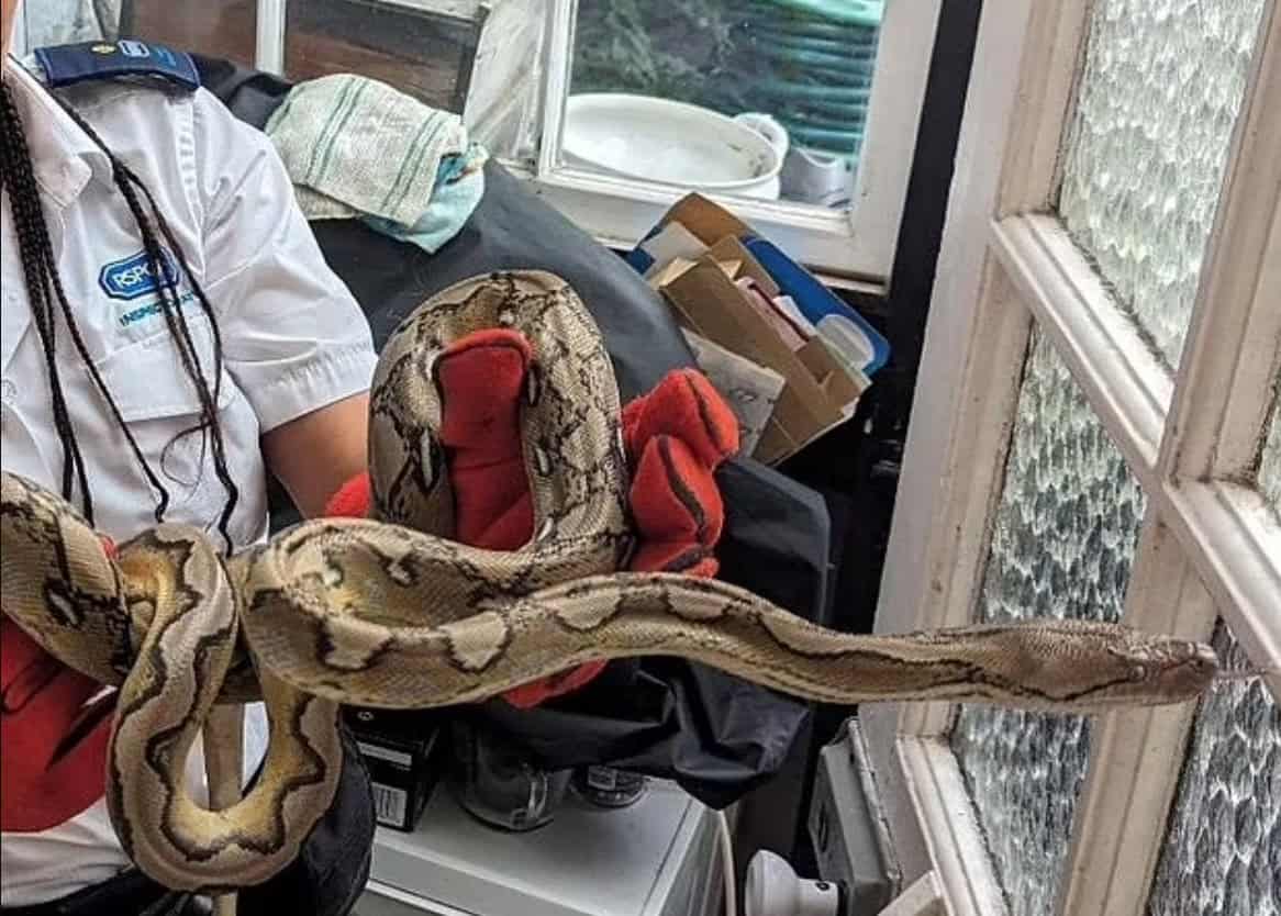 يزداد عدد الأفاعي الهاربة في بريطانيا