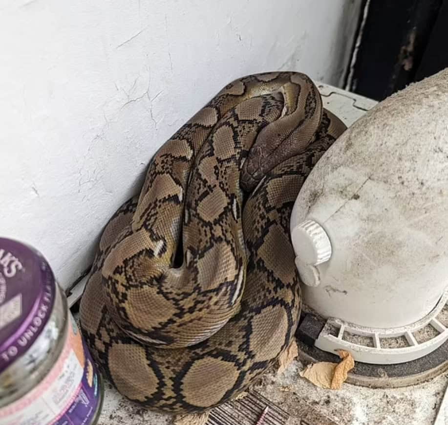 ثعبان في مطبخ منزل بمنطقة توتنغ بجنوب العاصمة البريطانية