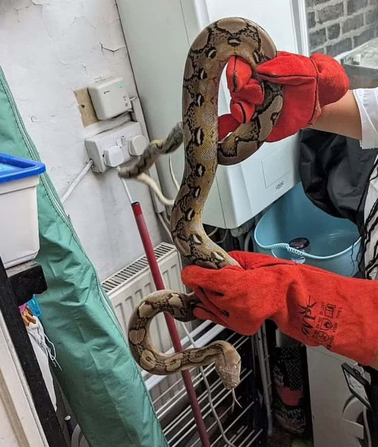 ضبط ثعبان في منزل بريطاني 