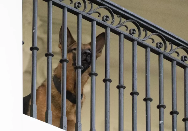 طرد "القائد" من البيت الأبيض لمكان مجهول حفاظاً على حياة ضابط الخدمة السرية