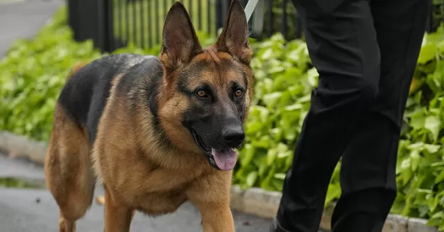 منع كلب بايدن من دخول البيت الأبيض