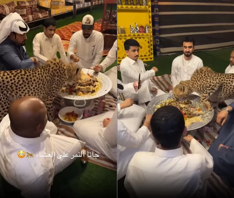 فهد يأكل الكبسة مشاركاً شباناً خليجيين وجبة عشاء (فيديو) فهد يتناول الكبسة مع شبان خليجيين