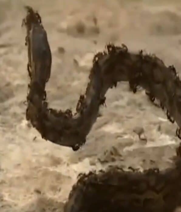 أفعى ضخمة تصاب بالشلل بسبب هجوم مستعمرة من النمل