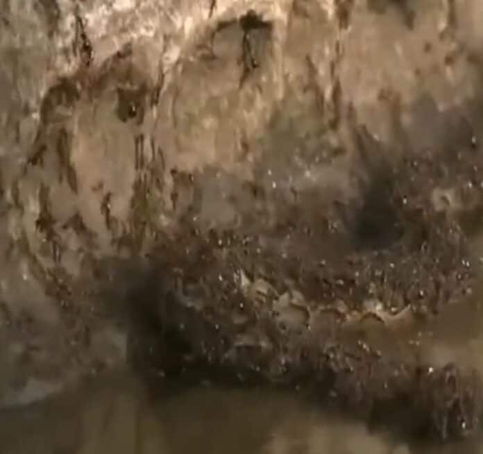 هجوم النمل على الأفعى