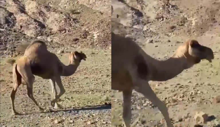 الناقة المعجزة