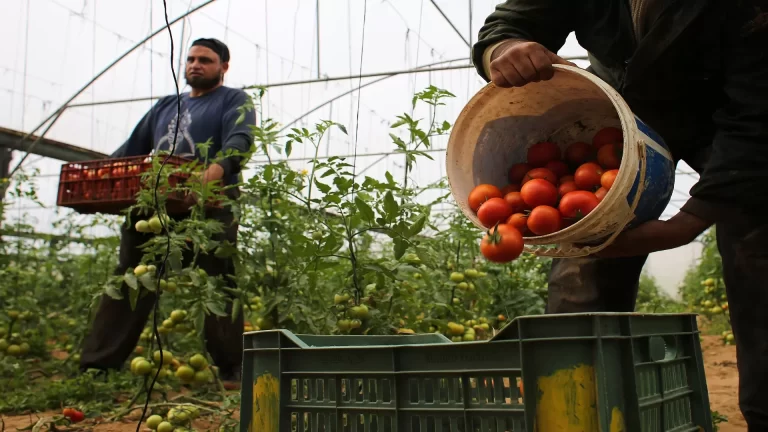 وزارة الزراعة الأردنية ترد على تصدير البندورة لإسرائيل