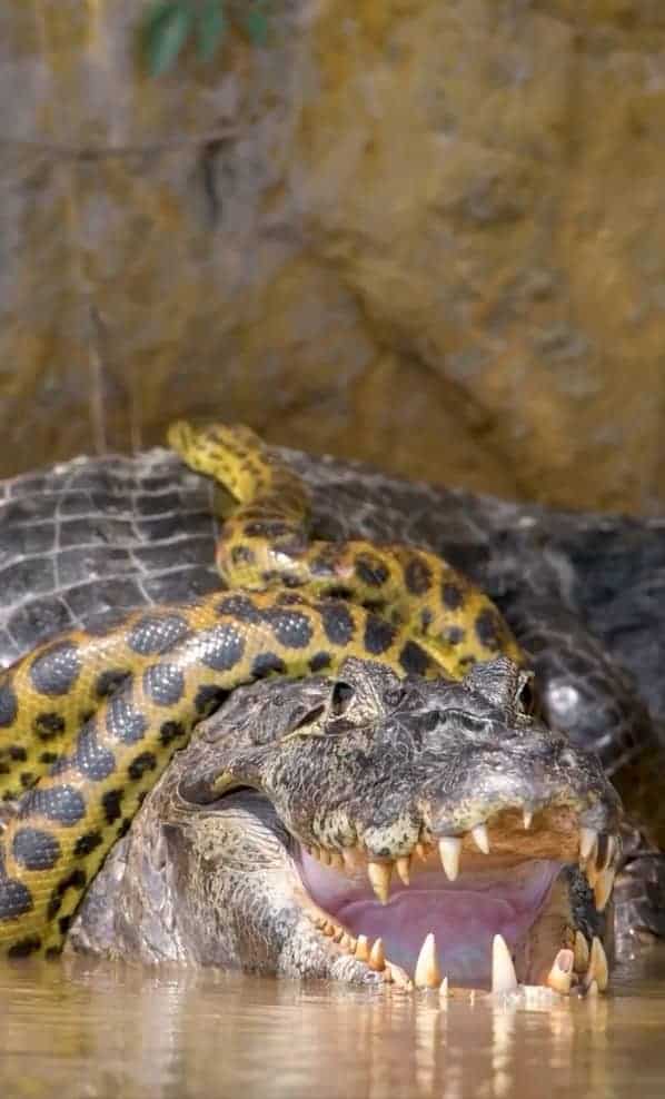 أناكوندا صفراء تلتف على تمساح