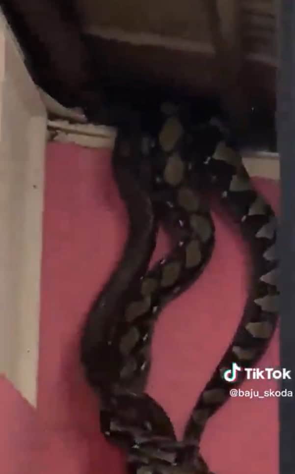 سقوط ثعابين من سقف منزل