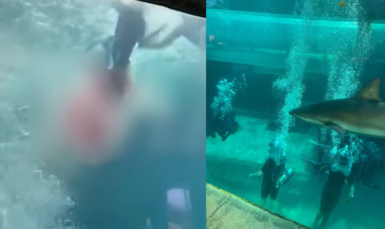 قرش يغرس أسنانه في ساق طفل أثناء السباحة والمشهد مرعب! (فيديو) سمكة قرش تغرس أسنانها في ساق طفل