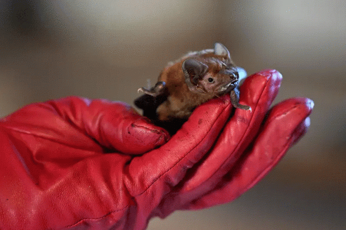 باربرا غوريكا تعتني بأحد الخفافيش في شقتها