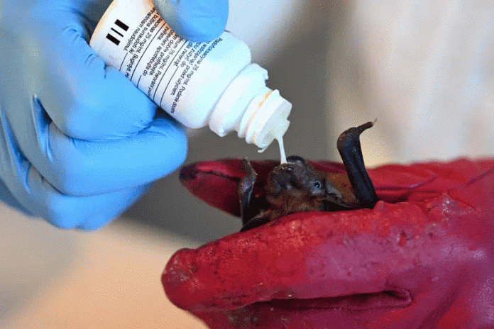 باربرا غوريكا تعتني بأحد الخفافيش في شقتها