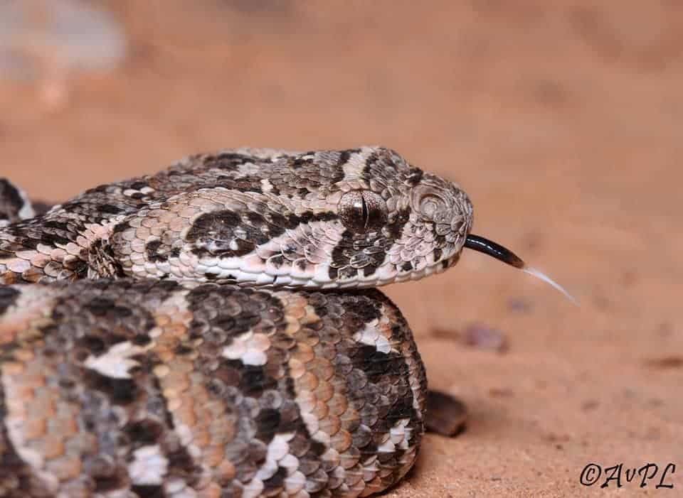 الأفعى النافخة