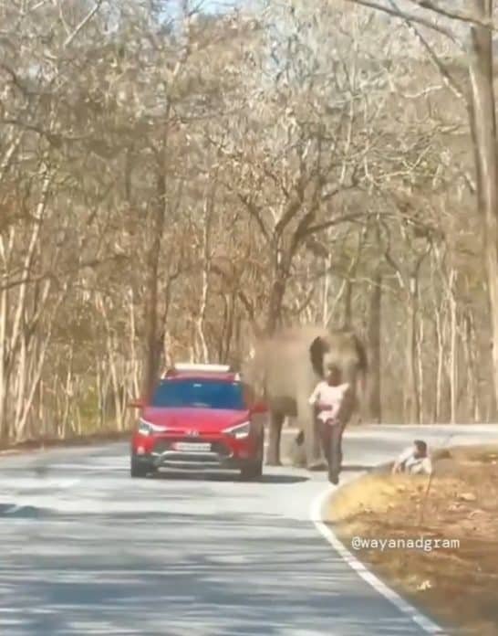 سقوط أحد الرجلين خلال ملاحقة الفيل لهما