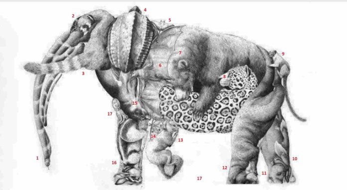 عدد الحيوانات بالصورة