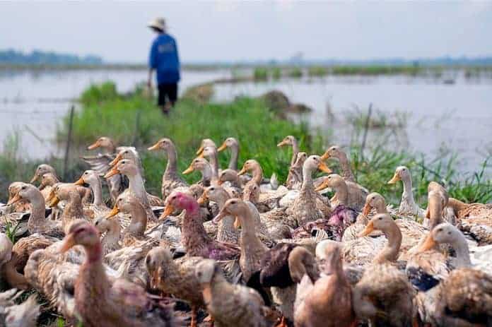 الأمراض الحيوانية المنشأ