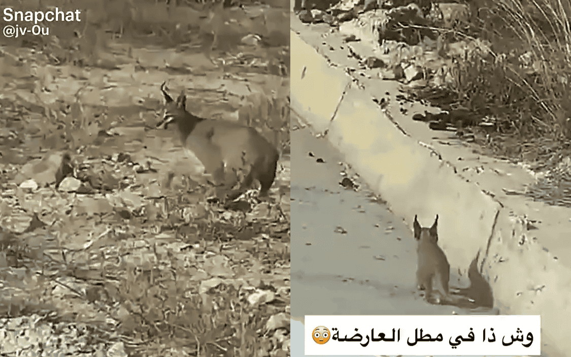 السعودية.. حيوان مفترس يثير الضجة في أحد شوارع جازان “فيديو” السعودية.. حيوان مفترس يثير الضجة في أحد شوارع جازان